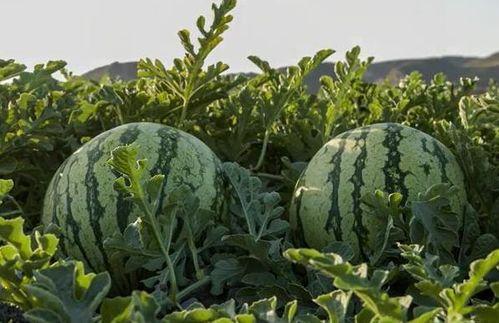 常州网红吃瓜 第3张 常州网红吃瓜 第3张